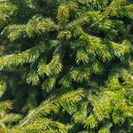 1 kg Fir Needle Siberian Essential Oil