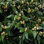 1kg Bay Laurel Essential Oil