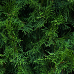 1kg Juniper Leaf Essential Oil