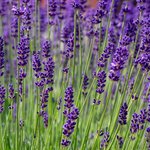 1kg Lavender Bulgarian Essential Oil