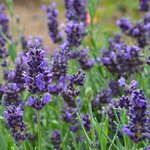 1kg Lavender French Essential Oil