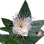 1 kg Myrtle Essential Oil