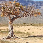 1kg Myrrh Essential Oil