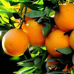 1kg Orange Australian Essential Oil