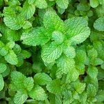 1L Peppermint Premium Essential Oil