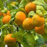 1kg Petitgrain Essential Oil