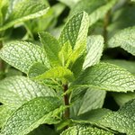 1kg Peppermint Arvensis Essential Oil