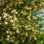 1kg Rosalina Essential Oil