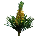 1 kg Pine Scotch Essential Oil