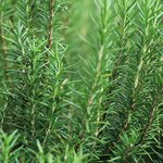 1kg Rosemary Essential Oil - Spanish Type