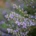1kg Rosemary Essential Oil - French Type