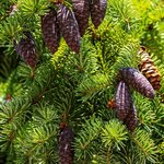 1kg Spruce Black Essential Oil