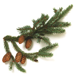 1 kg Spruce Black Essential Oil