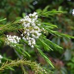 1kg Tea Tree Australian Essential Oil