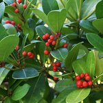 1kg Wintergreen Essential Oil