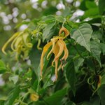 1kg Ylang Ylang 3rd Essential Oil