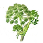 30 ml Angelica Root Essential Oil