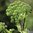 30 ml Angelica Root Essential Oil