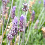 30 ml Cape Lavender Essential Oil