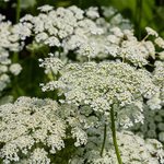 30 ml Carrot Seed Essential Oil