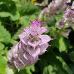 30mL Clary Sage Essential Oil