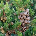 30 ml Cypress French Essential Oil