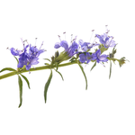 30 ml Hyssop Essential Oil