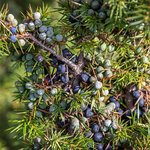 30mL Juniperberry Himalayan Essential Oil