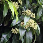 30mL Lemon Myrtle Premium Essential Oil