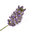 30 ml Lavender Population Essential Oil