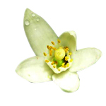 30 ml Neroli Premium Essential Oil