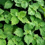 30mL Patchouli Essential Oil