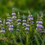 30 ml Pennyroyal Essential Oil