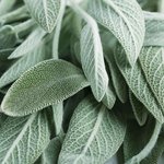 30mL Sage Dalmatian Essential Oil
