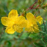 30mL St John's Wort Essential Oil