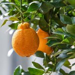 30mL Tangerine Essential Oil