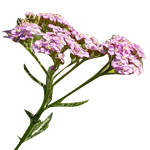 30 ml Yarrow Chamazulene (Blue) Essential Oil