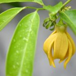 30mL Ylang Ylang 2nd Essential Oil