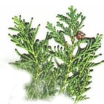 500 g Cypress French Essential Oil