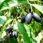 500 g Elemi Essential Oil