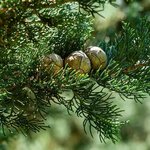 500g Cypress Mediterranean Essential Oil