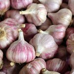 500g Garlic Essential Oil