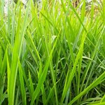 500g Gingergrass Essential Oil