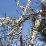 500 g Honey Myrtle Essential Oil
