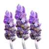 500g Lavandin Grosso Essential Oil