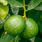 500g Lime Distilled Essential Oil