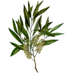 500 g Tea Tree Australian Essential Oil