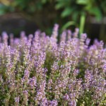 500g Thyme Red Essential Oil