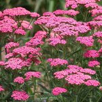 500g Yarrow Chamazulene (Blue) Essential Oil