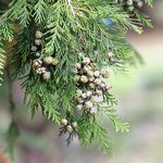 5L Cedarwood Chinese Essential Oil